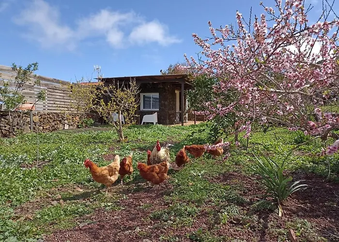 Dos Violetas * 莫卡诺尔