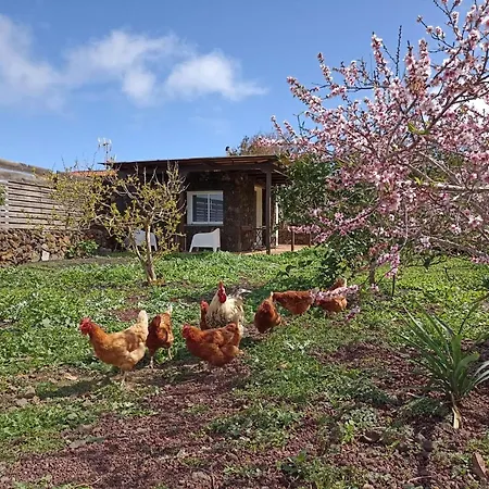 Dos Violetas * Mocanal